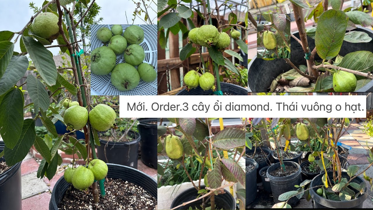 Mới. Order.3 cây ổi diamond. Thái vuông o hạt. Thái Ruby. Dt: 714-837-2042 linh ❤️🥰# 500