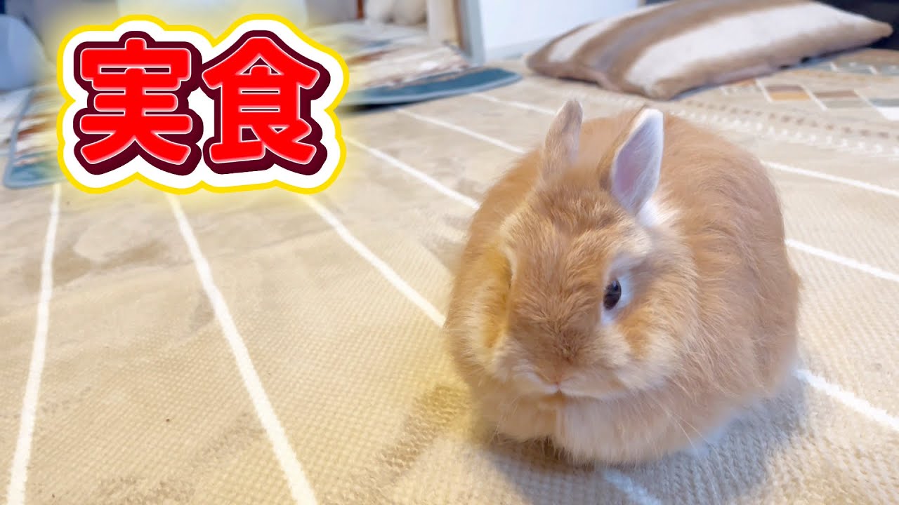 新しいお菓子をあげた時のうさぎの反応#rabbit#animals#cute#可愛い 