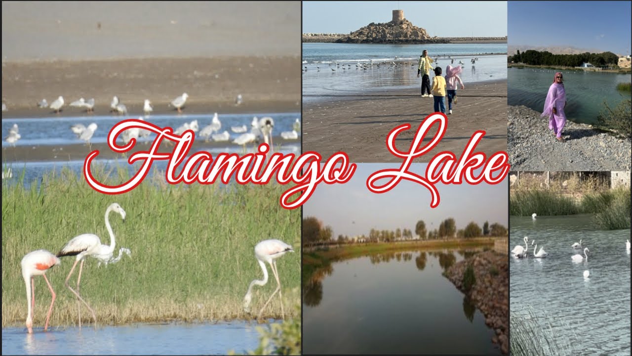 Flamingo Lake || Quriyat Beach || Quriyat Lake Park || Flamingo Lake Quriyat 