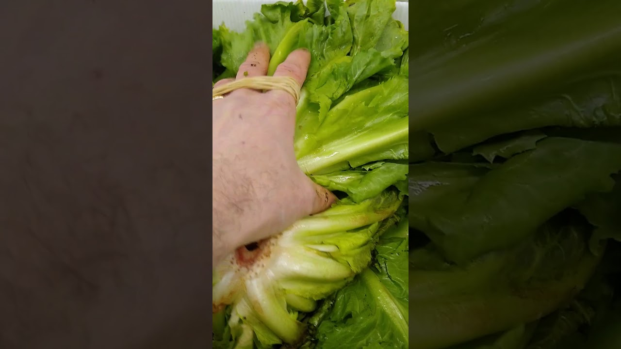 Escarole