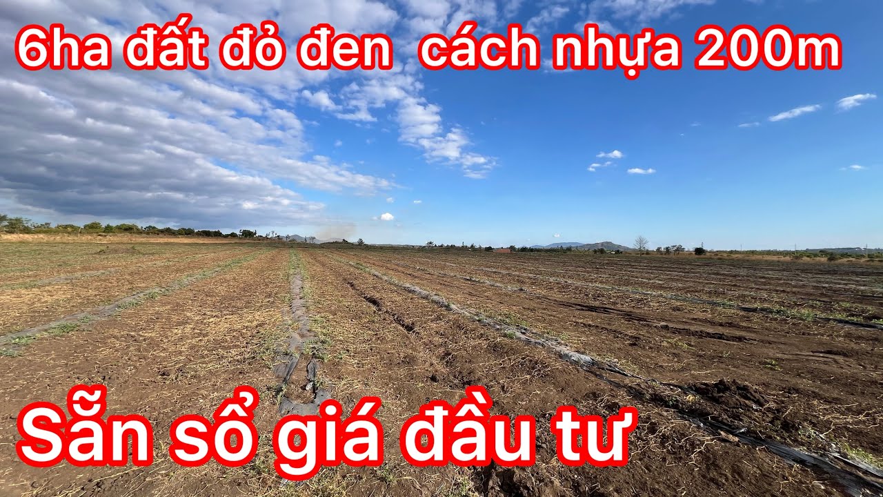Cần nhượng 6ha đất đỏ pha sẵn sổ bằng như sân giá đầu tư Lh có nhu cầu nhé