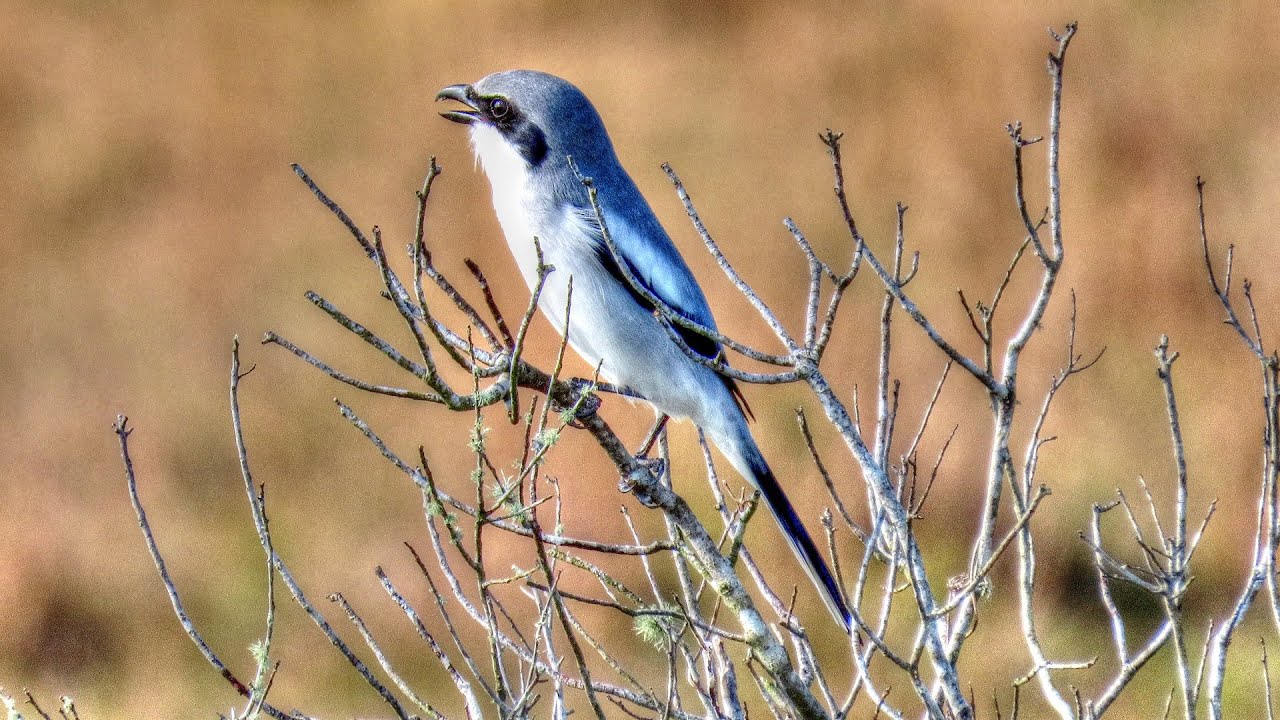 Loggerhead Shrike Song