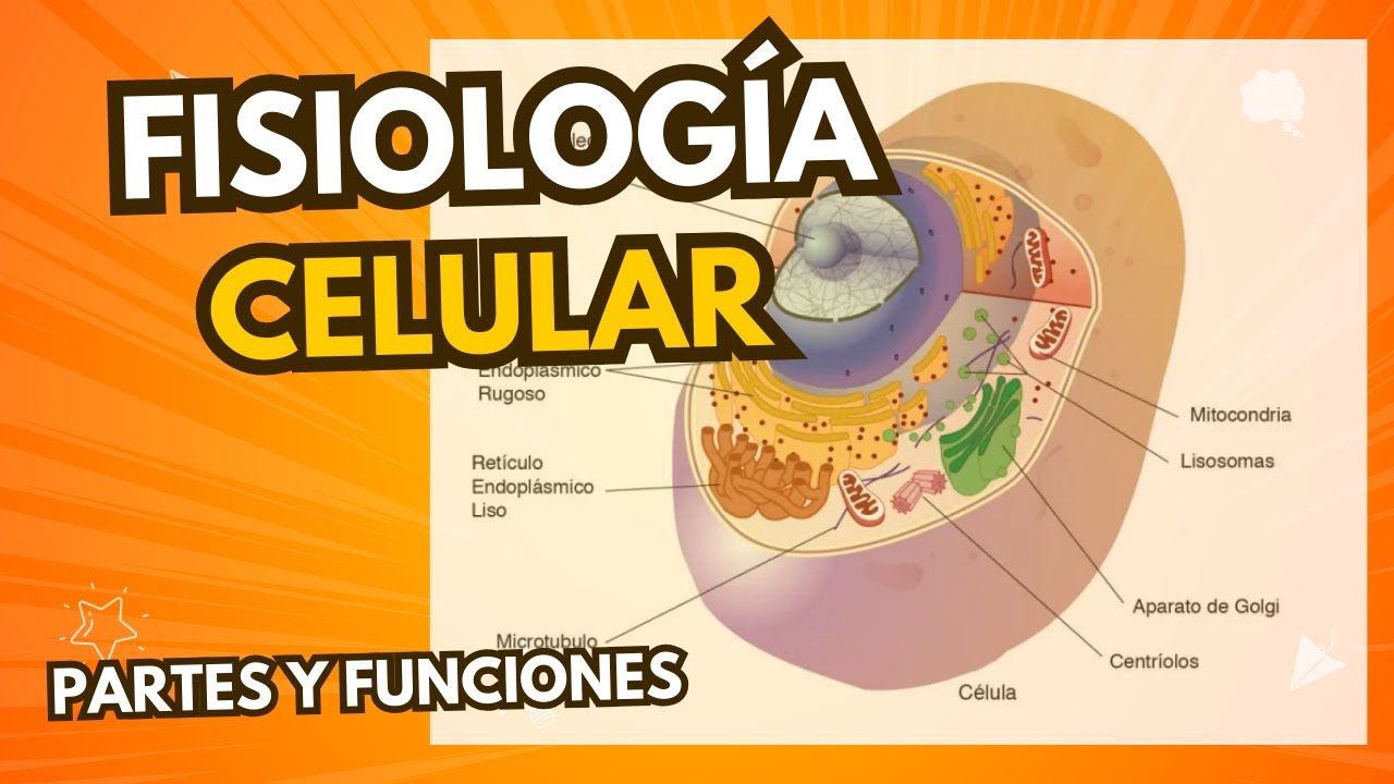 ✔FISIOLOGIA CELULAR - PARTES Y FUNCIONES DE LA CELULA QUE DEBES DE CONOCER - FISIOLOG&Iacute;A👌