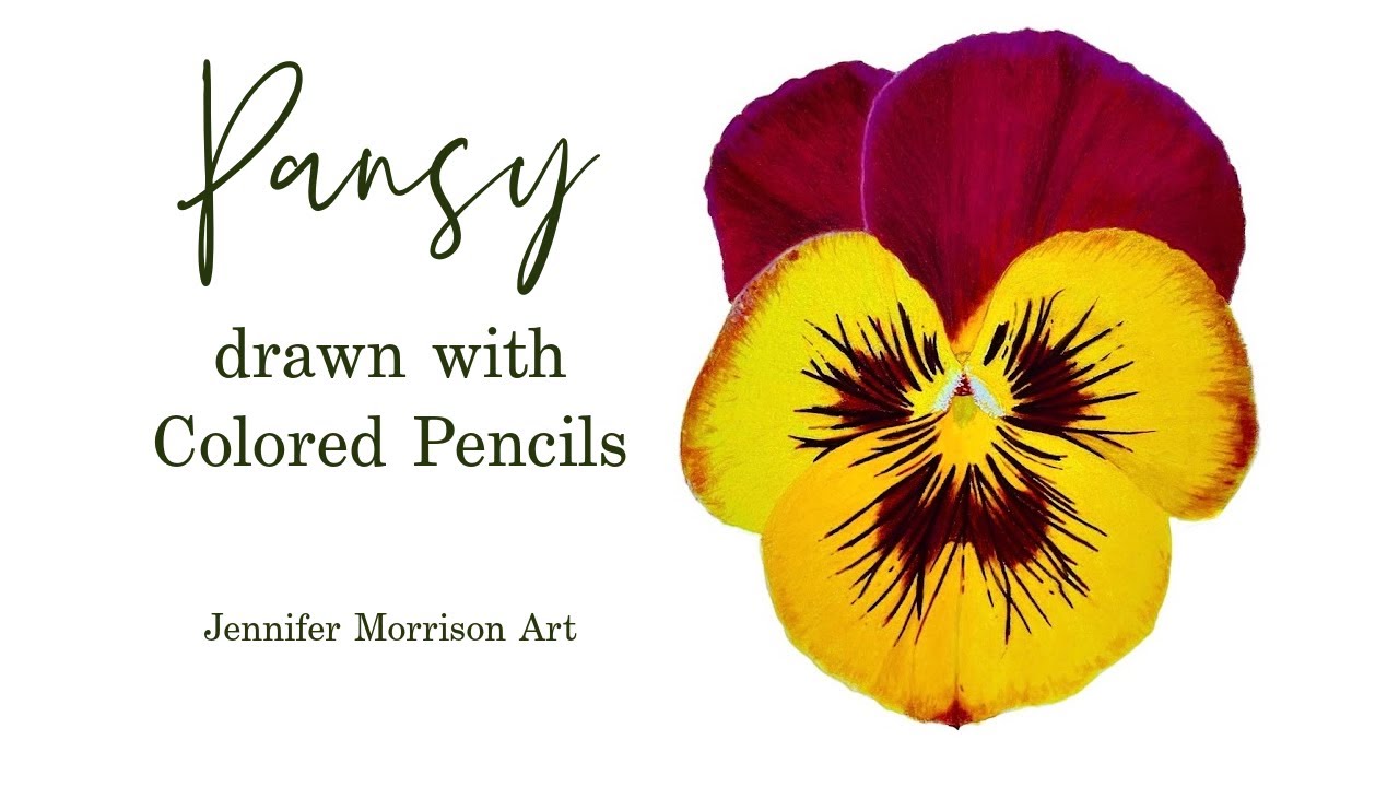 Drawing a Realistic Pansy with Colored Pencils blended with Solvent