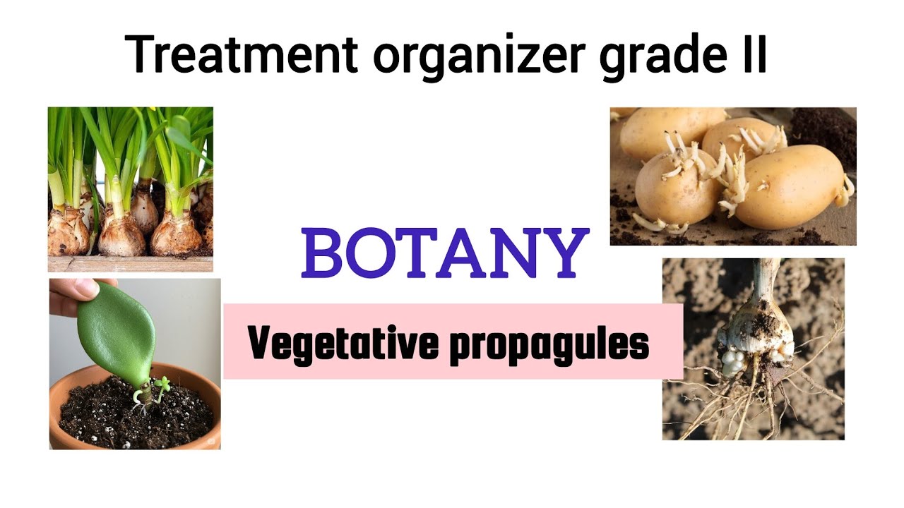 Botany - Treatment organizer grade II | Kerala PSC | #youtube #keralapsc 