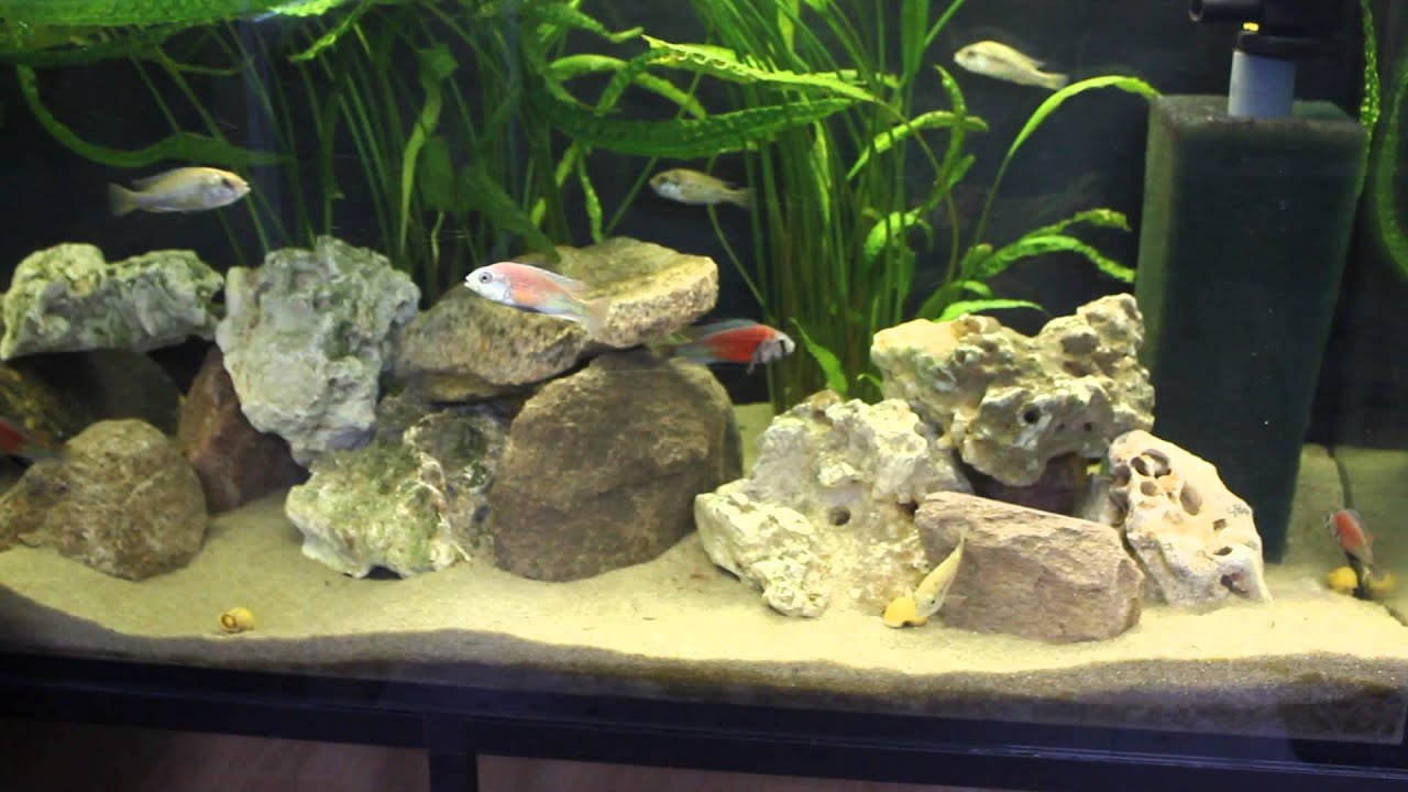 Ptyochromis hippo point salmon
