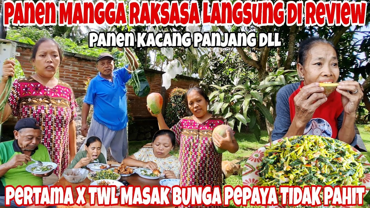 PERDANA TWL MASAK BUNGA PEPAYA‼️PANEN MANGGA RAKSASA & SAYUR DI KEBUN PENINGGALAN ALMARHUM PAK APIK🙏