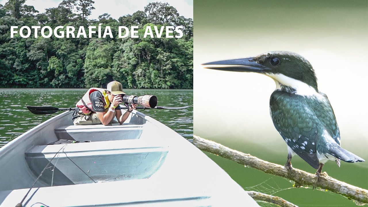 FOTOGRAFÍA DE AVES desde un bote 🦢​🛶​ Aquí hay un tesoro