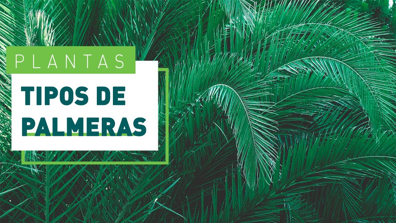4 tipos de palmeras para jard&iacute;n resistentes al fr&iacute;o | Verdecora