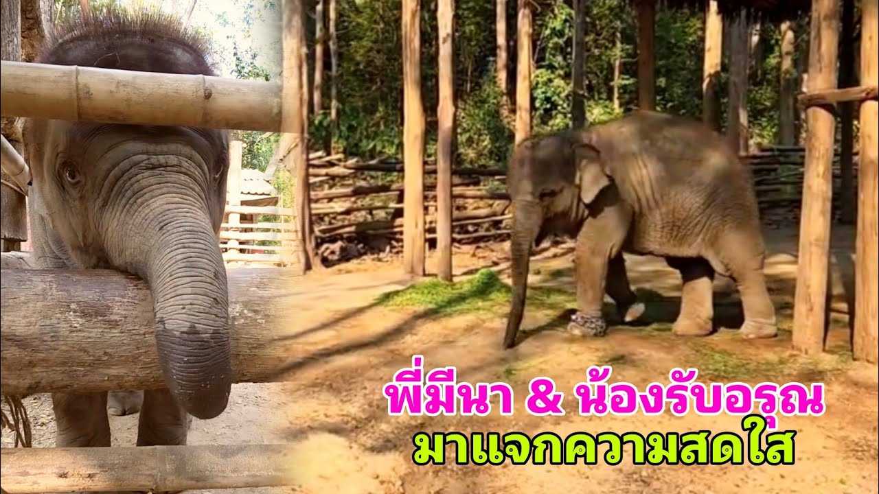 พี่มีนา&น้องรับอรุณ มาเสิร์ฟความน่ารัก พี่ส้มจุกโตแล้วเรียบร้อยแต่..ได้คายตะขาบให้น้องรับช่วงต่อแล้ว