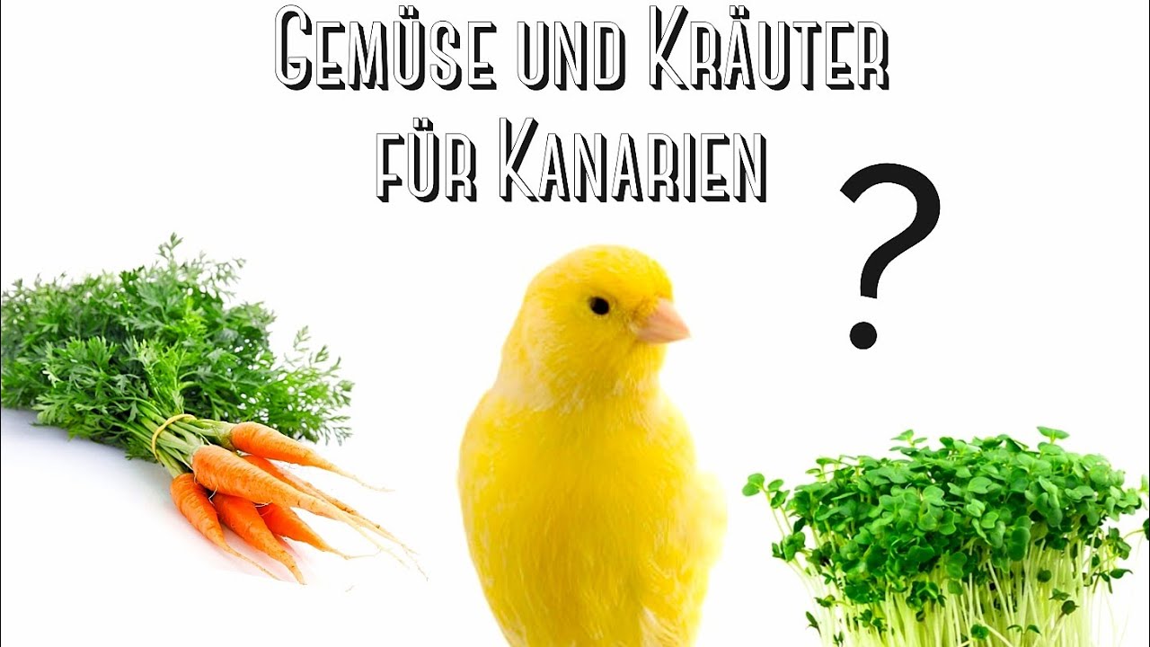 Gemüse und Kräuter für Kanarien