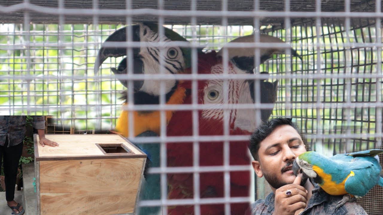 New bonded Macaw parrot come to our Aviary. information About Macaw breeding box.