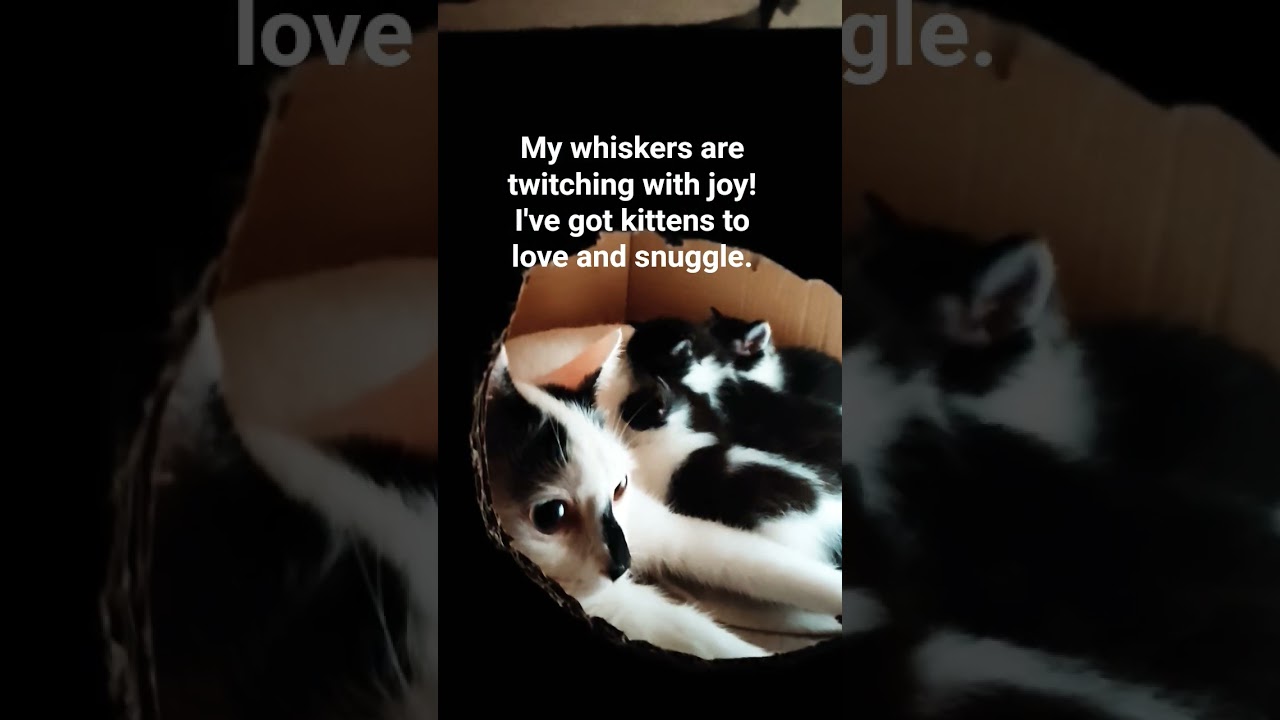 From solo cat to momma cat 