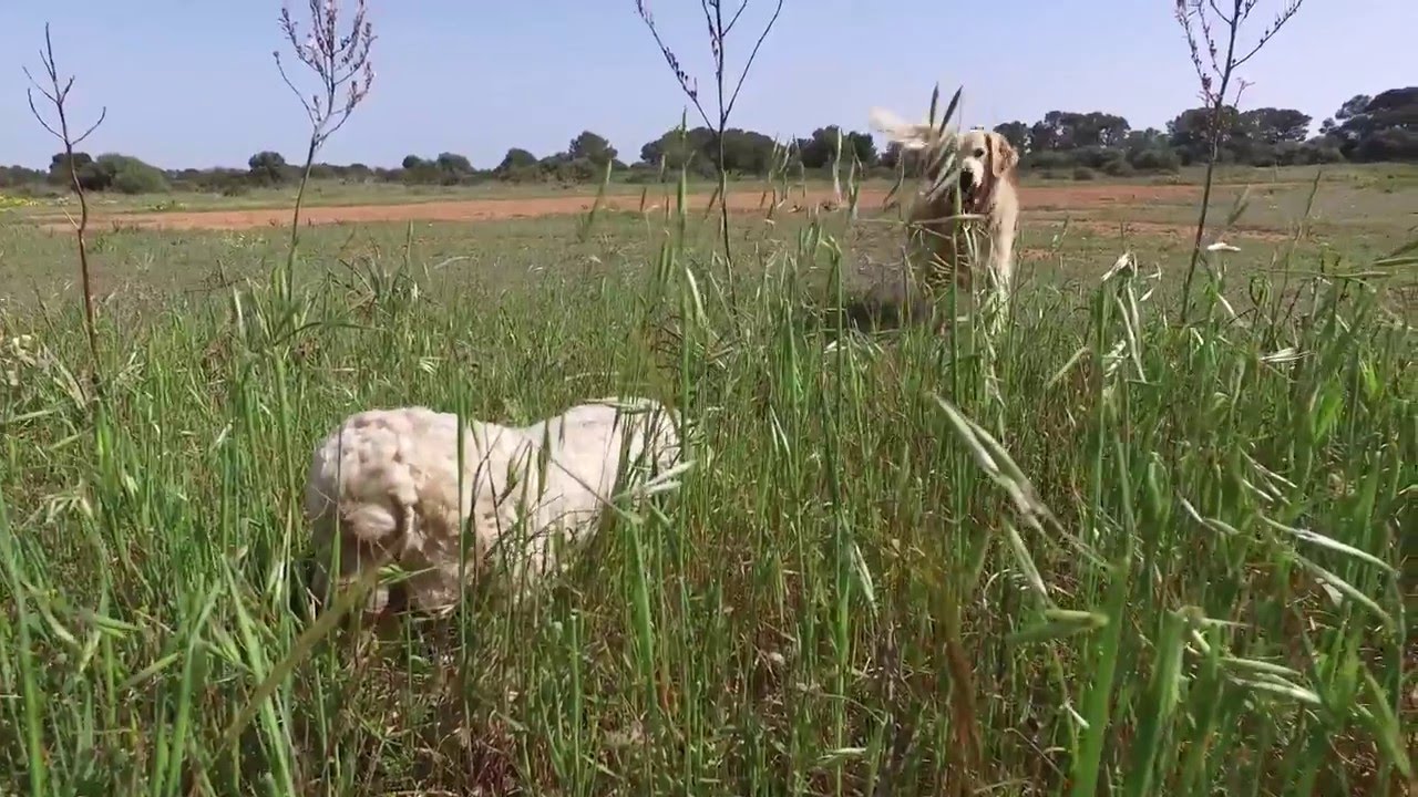 DJI Osmo first Test ... no correctet! 4K