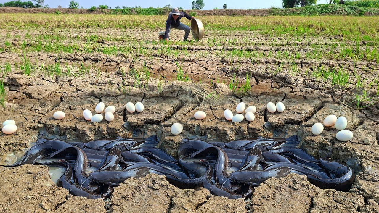 amazing fishing skills, pick duck eggs in rice field after the rain and catch fish by hand