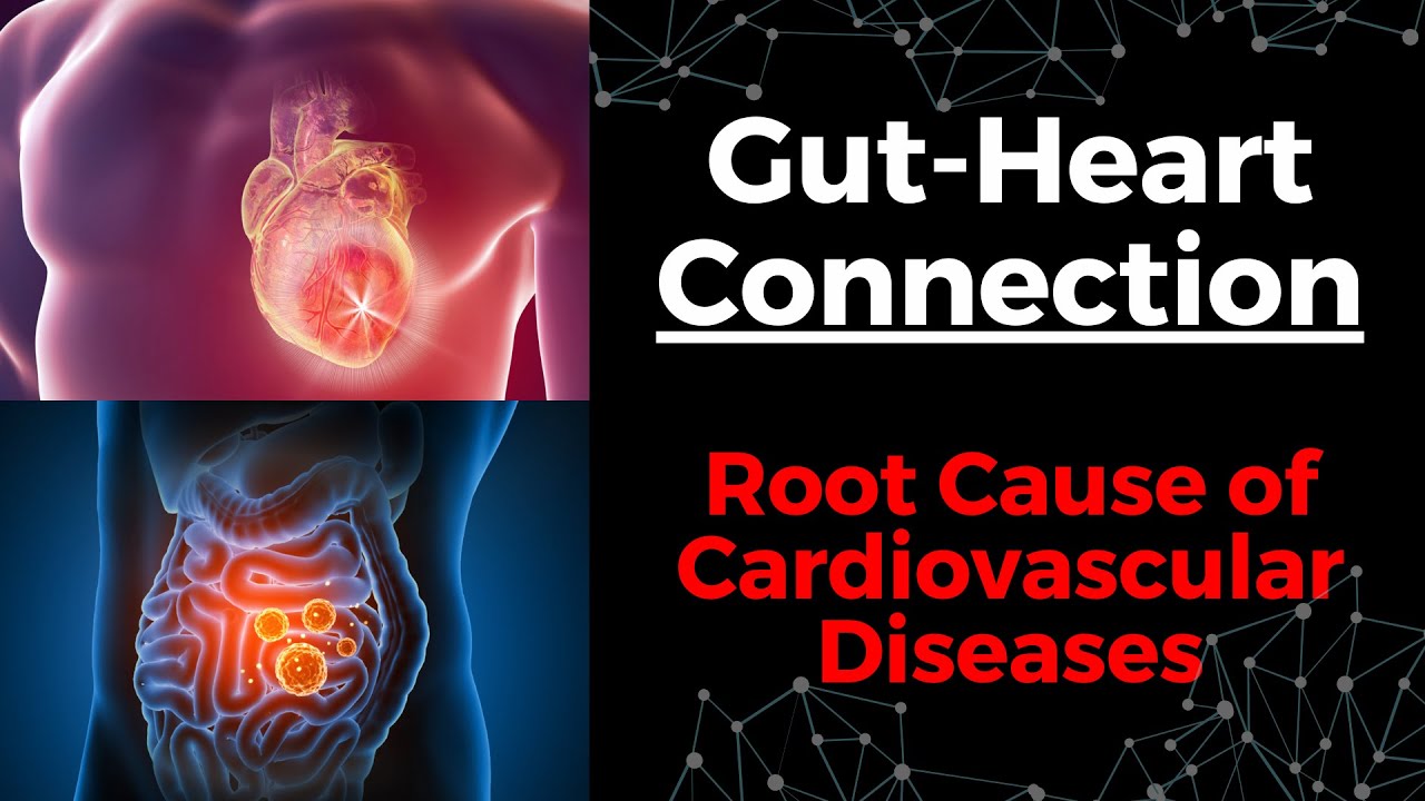 The Gut-Heart Connection & The Root Cause of Cardiovascular Diseases