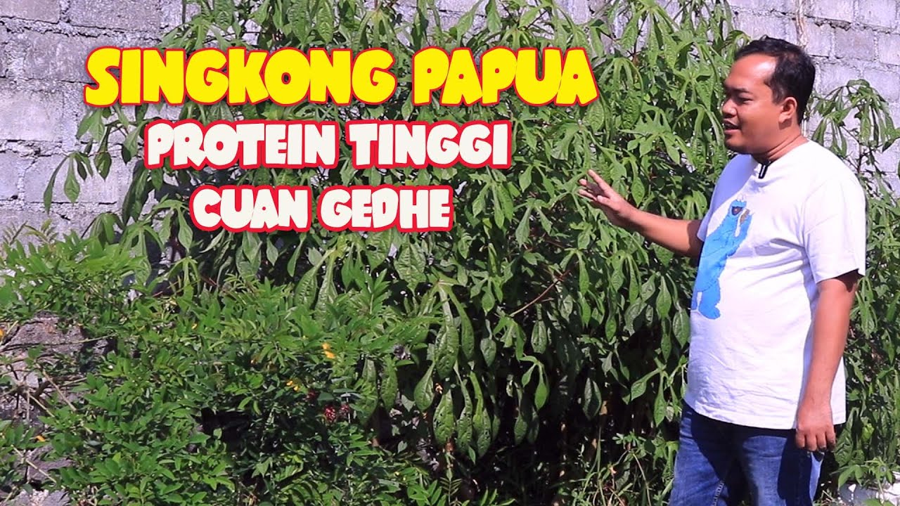 SINGKONG PAPUA, PAKAN TERNAK KAMBING DOMBA PRODUKTIFITAS TINGGI DAN GAMPANG TUMBUH