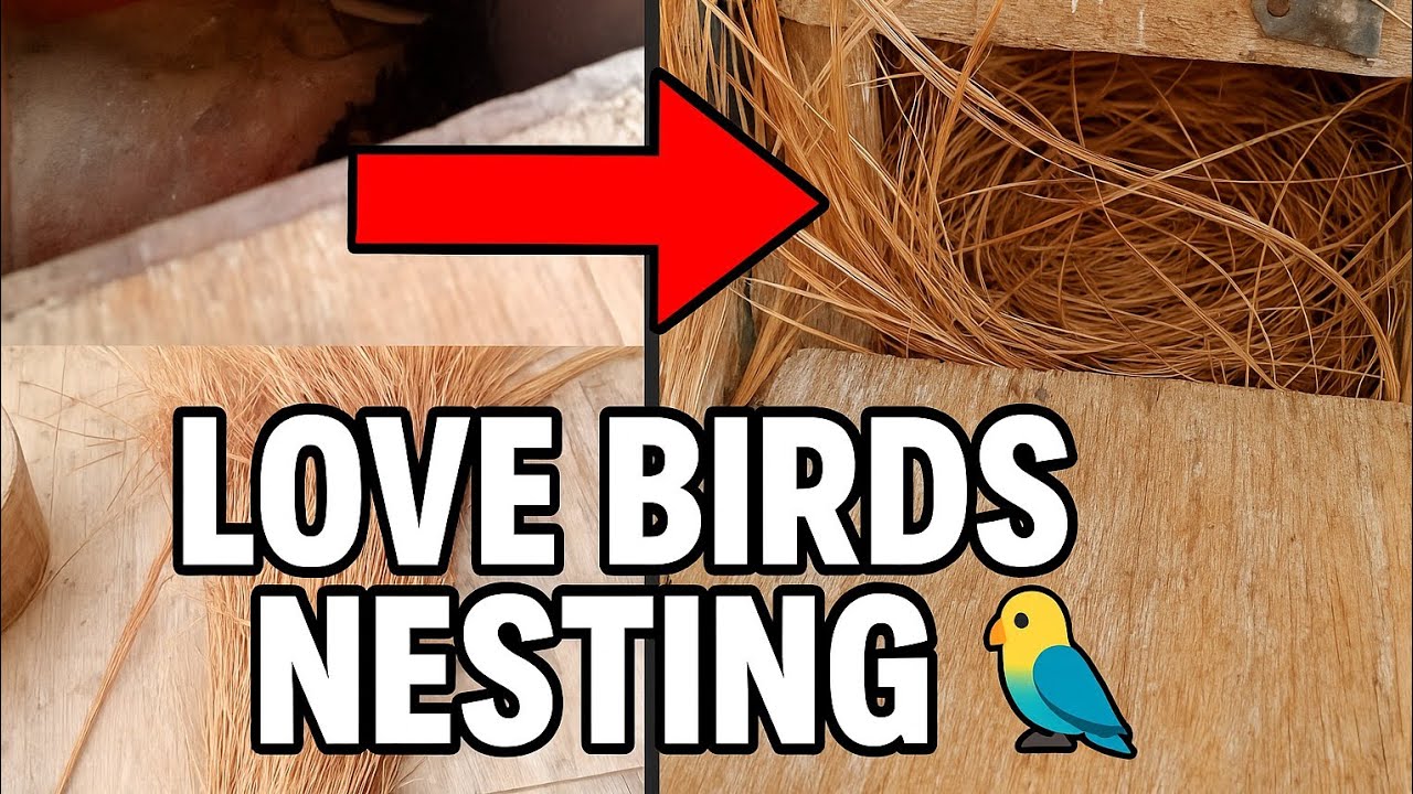 How to Make Nest for Birds at Home 🐦 | Love Birds All Breeding & Care Tips
