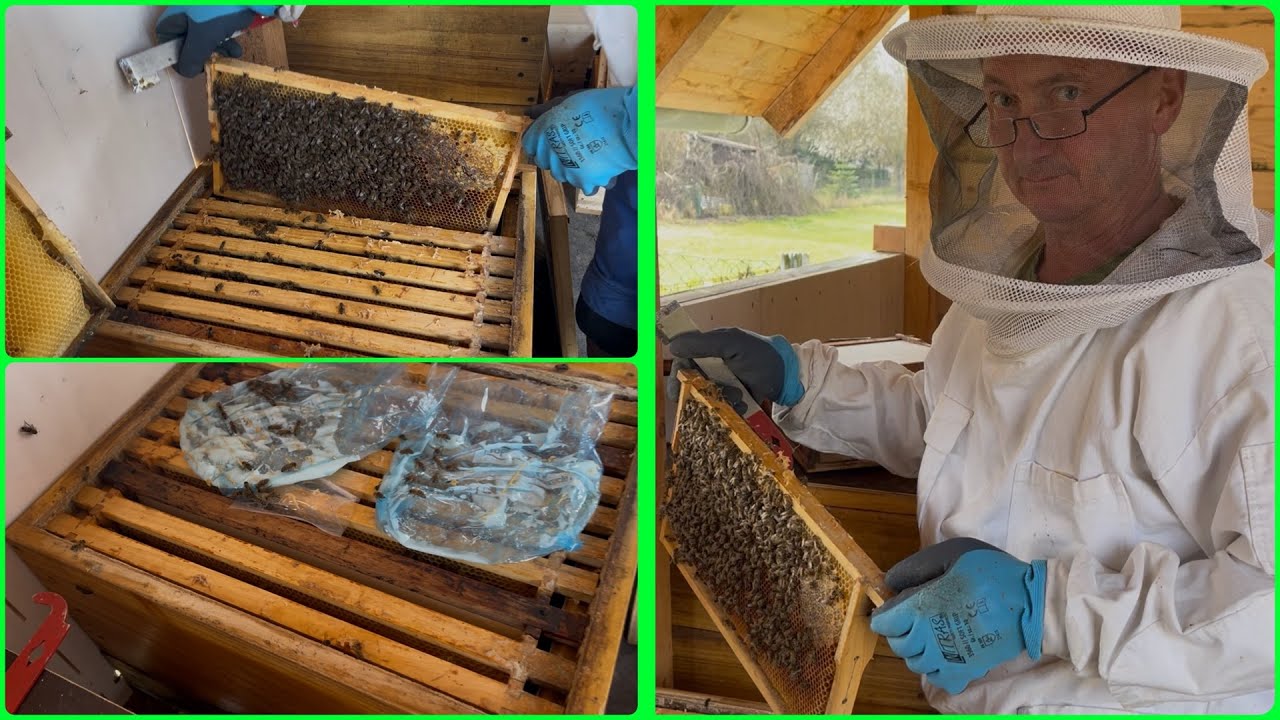 Подкармливаем пчёл в феврале / подарки от мессы #пчеловодство #пчелы #пасека #улей #природа #shorts 