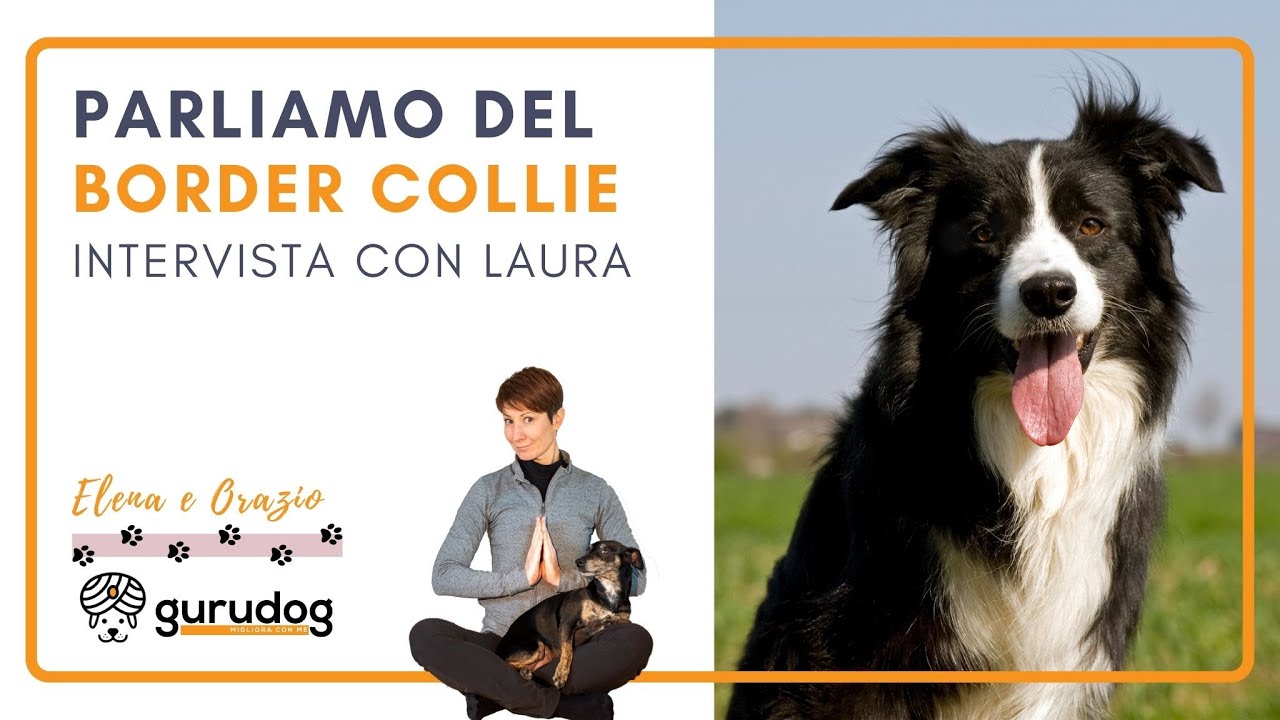 Border Collie: Intervista con Laura Conte per scoprire tutti i segreti su questa razza - GuruDog