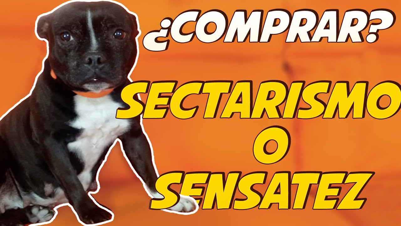 &iquest;Comprar o Adoptar Perros? 🐶 | Sensatez vs Sectarismo 🤔