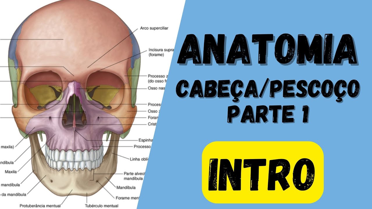 🔴👉 Introdução a osteologia do crânio - Anatomia da cabeça e pescoço - crânio
