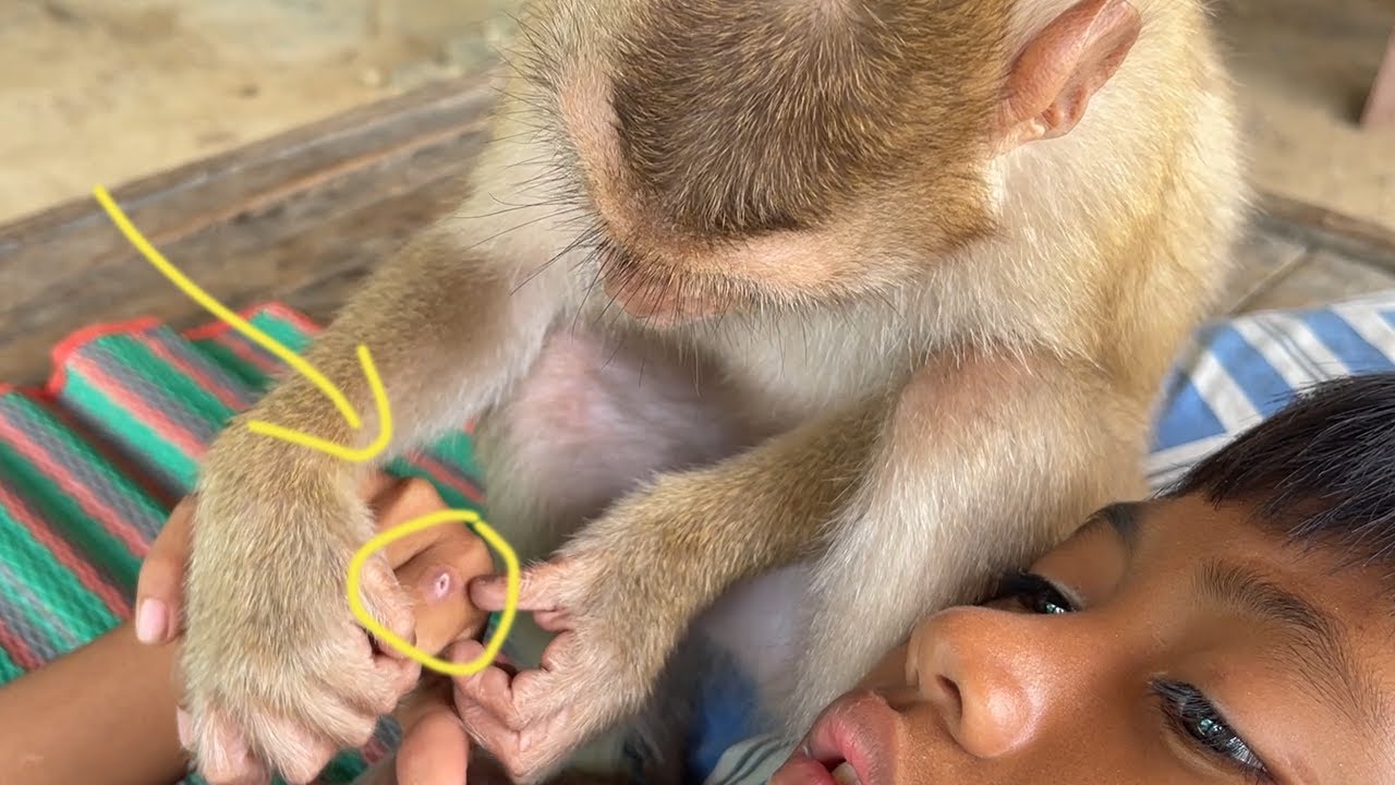Amazing Zueii Wants To Heal Her Brother's Wounds| Monkey Grooming