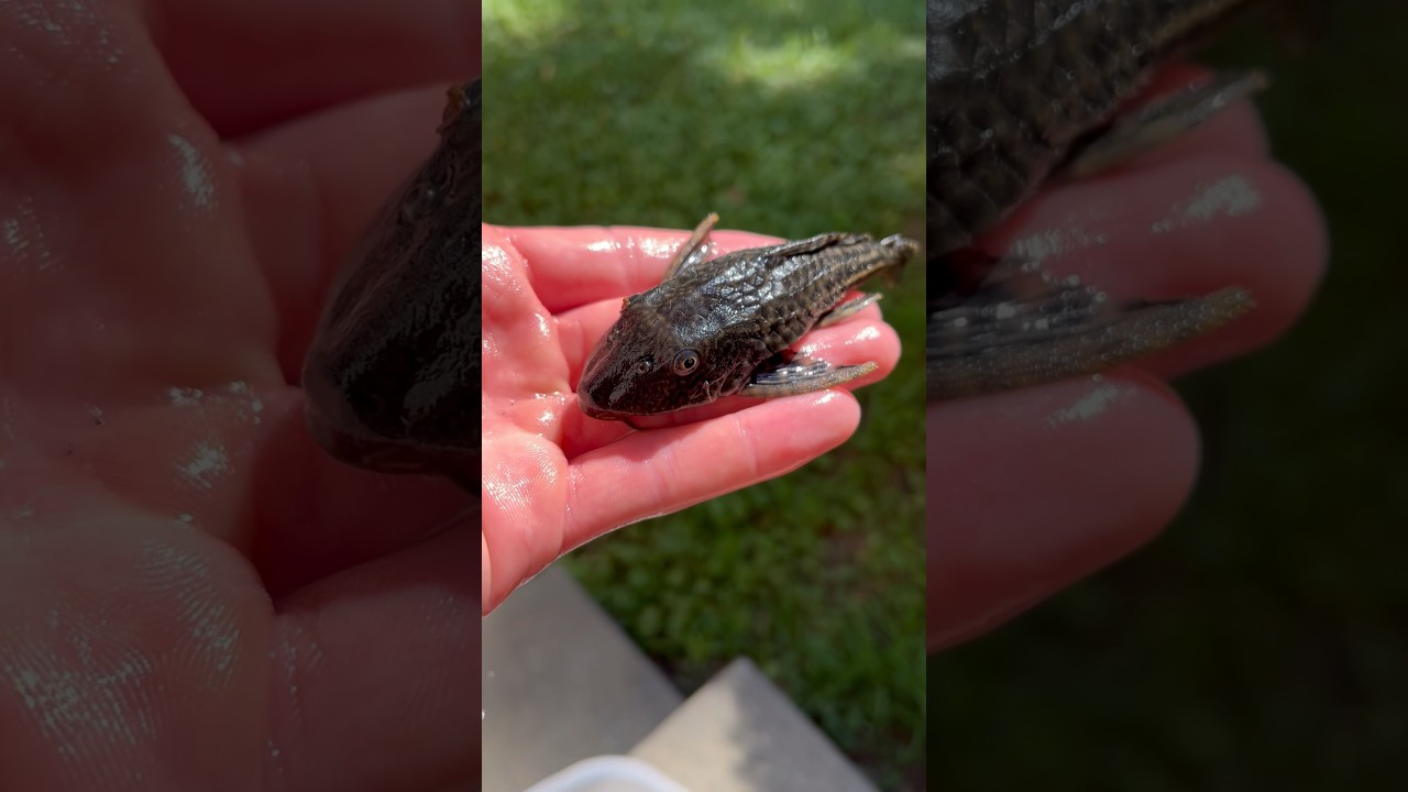 Избранный PLECO!!!
