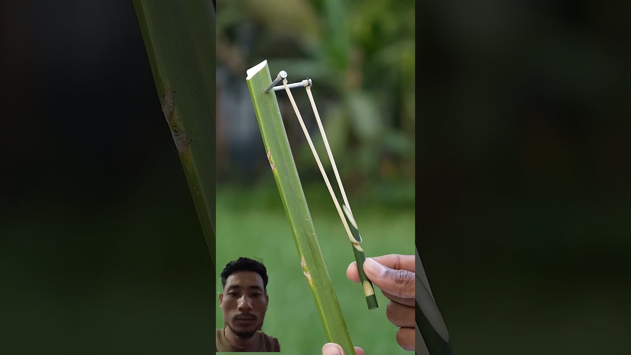Creative Bamboo stick and Dateplam slingshots #Bamboo #Diy#experiment