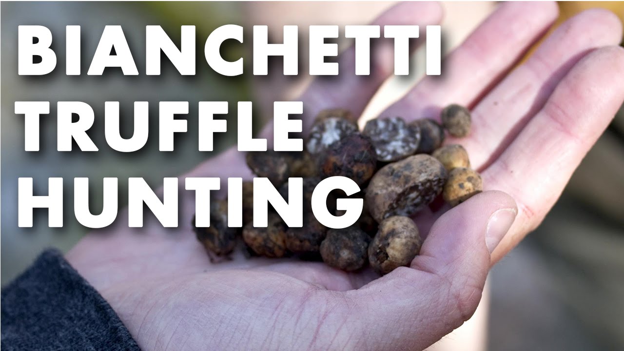 Bianchetti Truffle Hunting Video