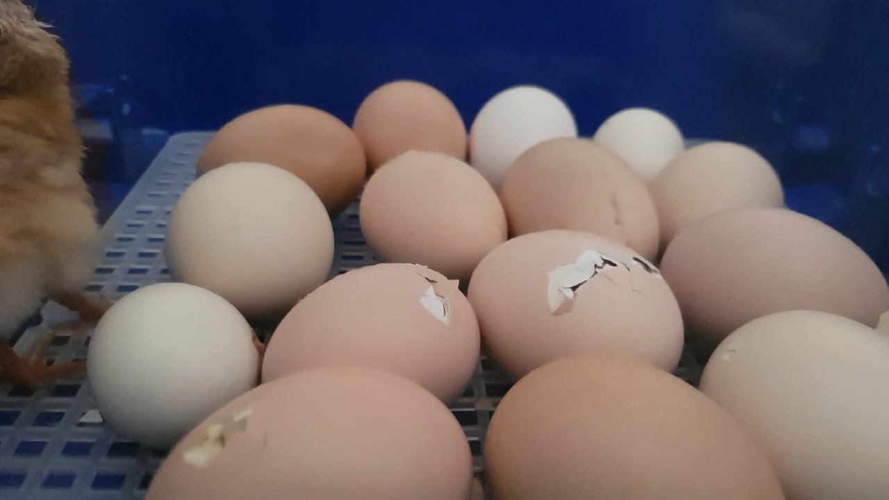 ASPETTANDO I PULCINI CON LUMIA 16 BOROTTO