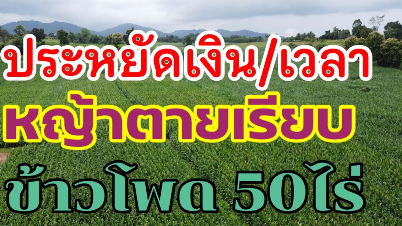 วิธีกำจัดหญ้าในแปลงข้าวโพดโคตรง่าย | #อาต๋องยุแยง EP99