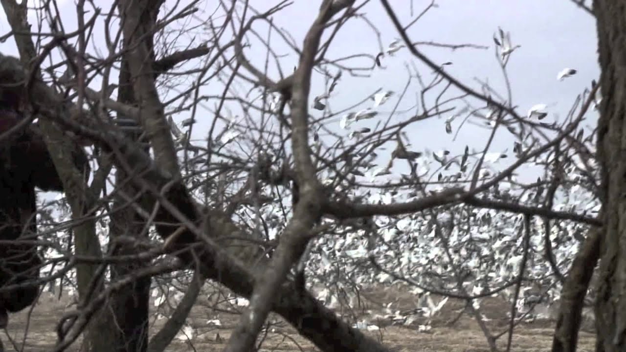 287 Snow Geese in ONE Volley! Conservation Season Operation Save the Tundra!