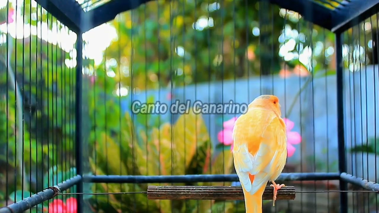 Canto del Canarino Forte e Naturale per Allenamento, Richiamo e Relax 11