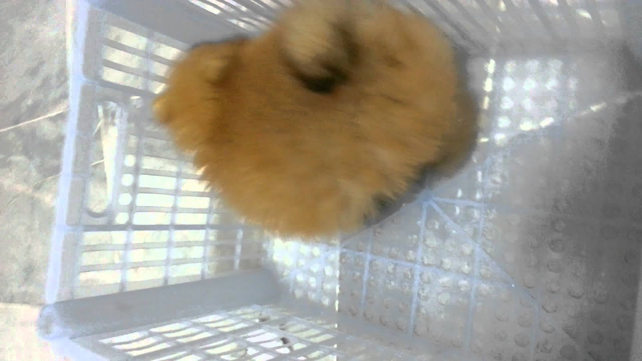 Cuttie Pomeranian Super Thick Coat For Sale