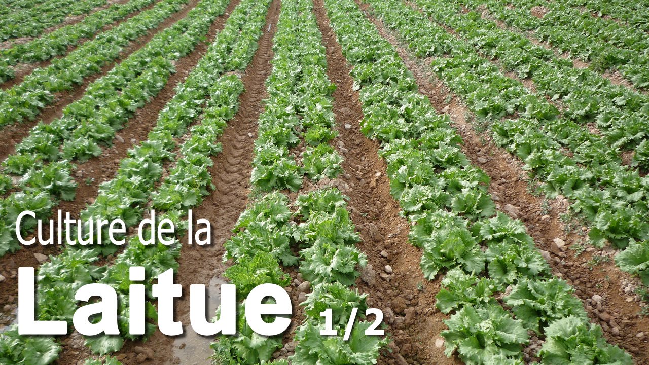Astuces pour cultiver de la Laitue - 1/2