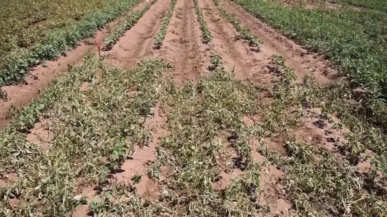 Engenia Herbicide:  Excellent Weed Control in Dicamba-Tolerant Cotton