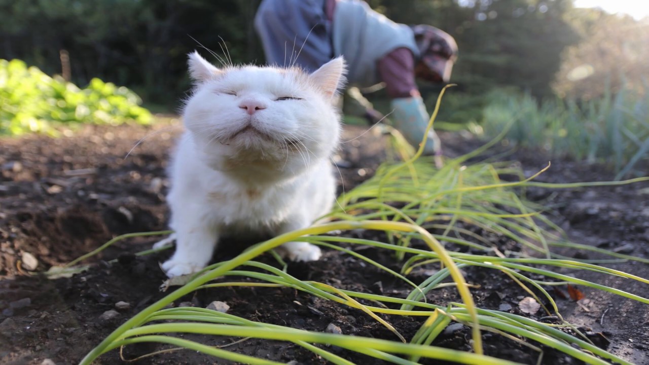 しろと玉ねぎの苗植え Transplanted onion seedling and cat 191101
