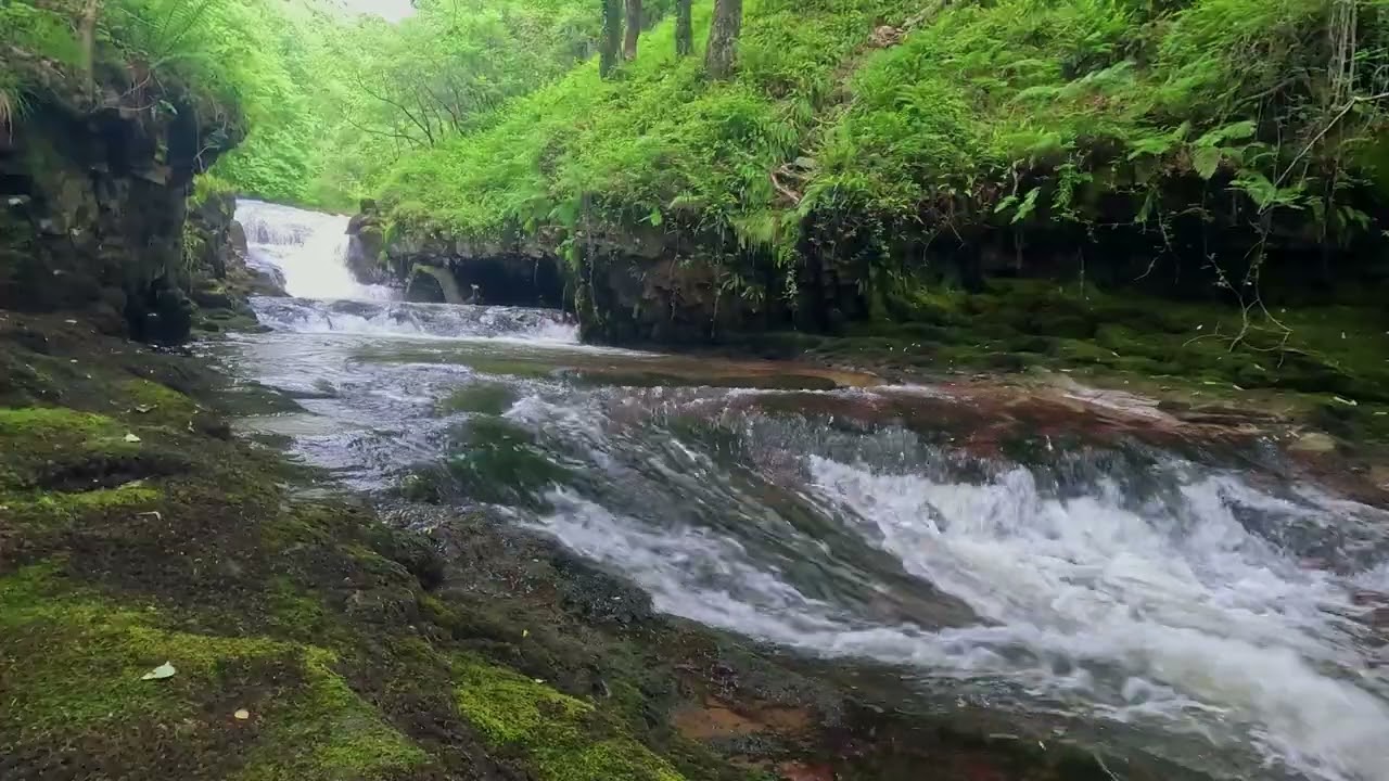 Cascading Forest Stream | Calming Nature Sounds for Relaxation & Stress Relief