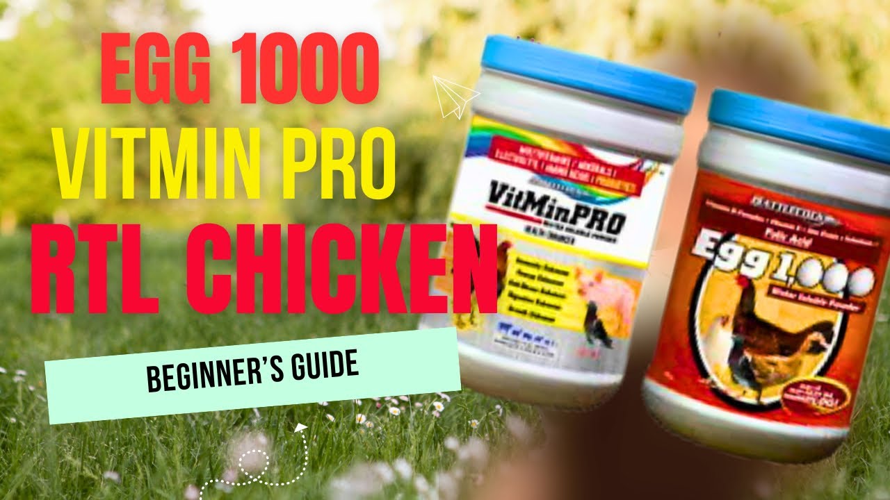BEGINNER’S GUIDE:  EGG1000 and VITMIN PRO PAANO GAMITIN, SAAN PWEDE BIMILI NG RTL?