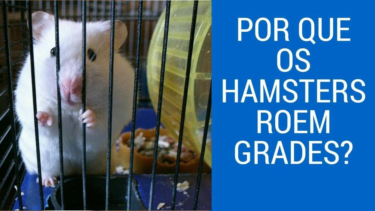 Por que o hamster roi grades? Veterinária explica.