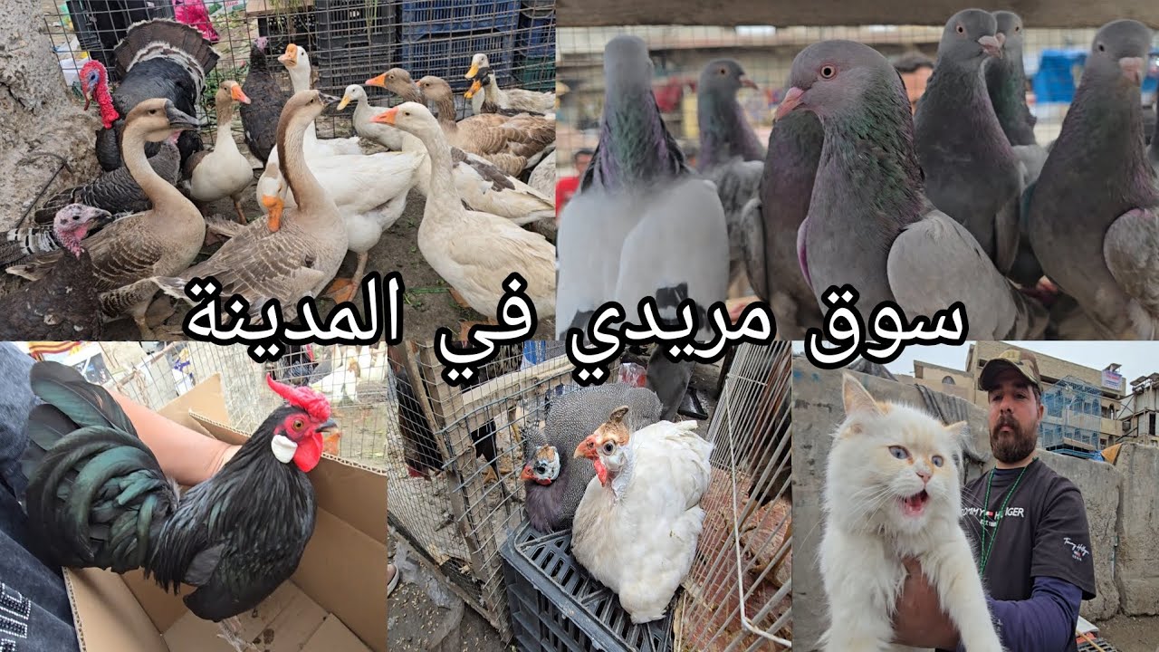 سوق مريدي في بغداد منطقة المدينة |سوك الغزل الثاني يوم الأربعاء 2026/3/18