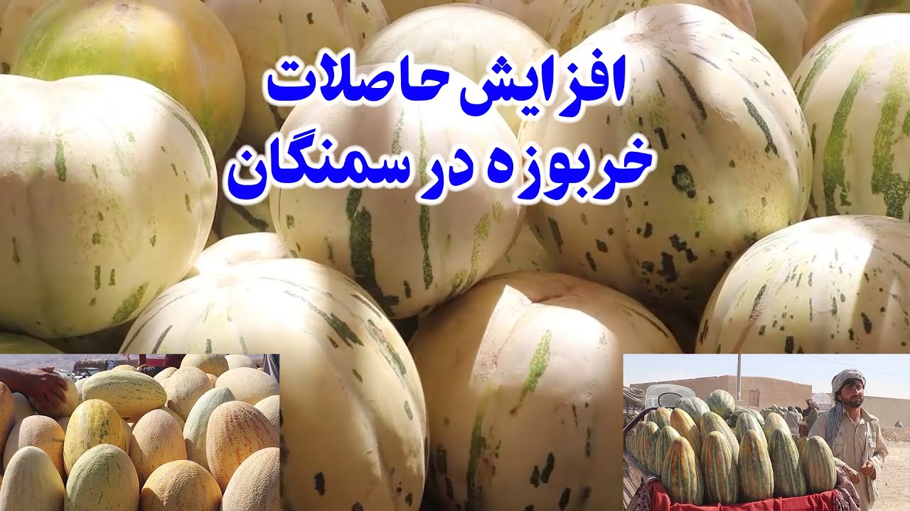 میهن من | افزایش حاصلات خربوزه در ولسوالی خلم سمنگان