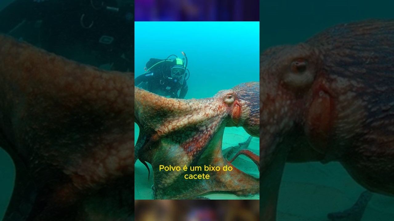 Polvo é um ser Alienígena 