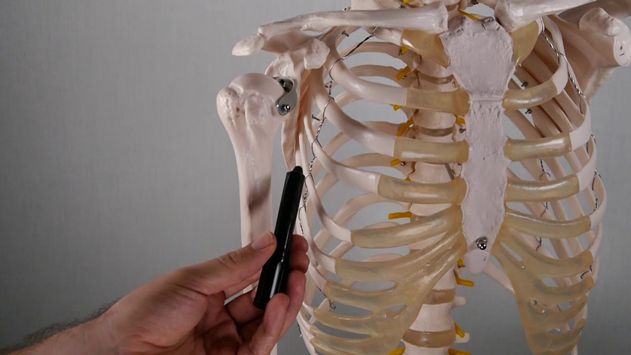 MÚSCULO CORACOBRAQUIAL