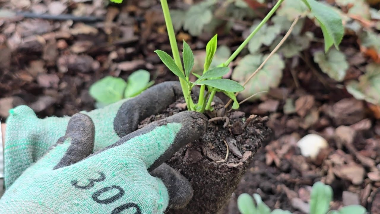 Саджаю чемерники. Осінь, гаряча пора для мене. Ділення півоній.