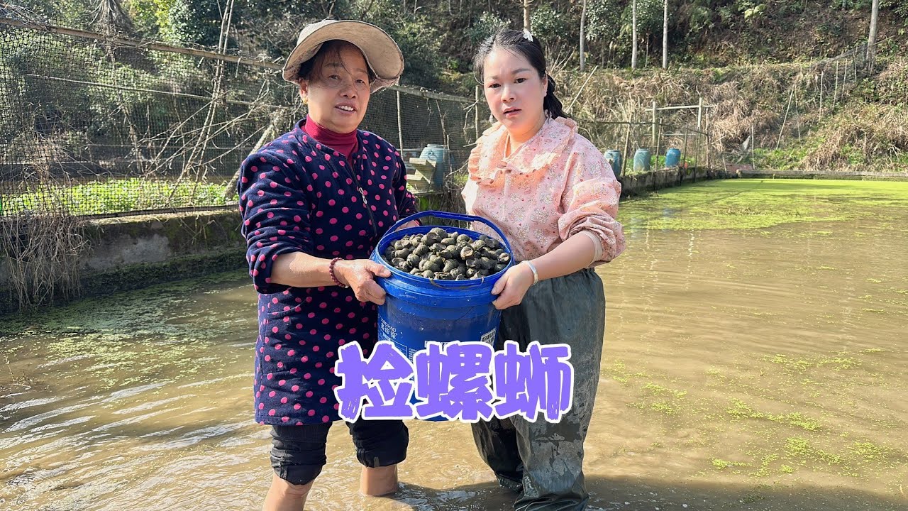 今天捡田螺啦，秋子一家享受丰收的喜悦，捡了3大桶全部留来做种