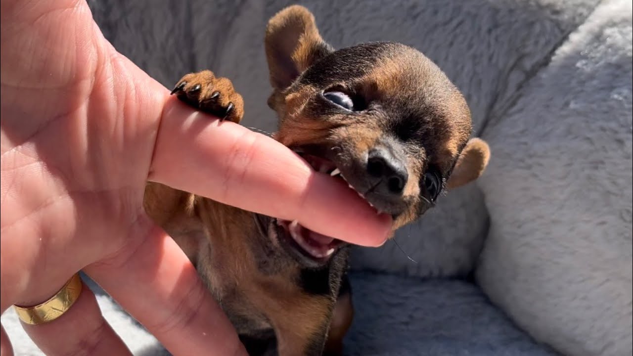 PILILIU FICA FURIOSO COM TUDO | PINSCHER FILHOTES