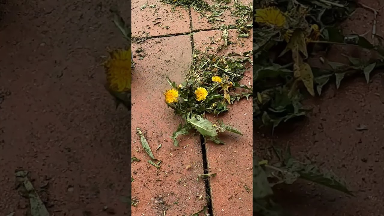 SUPER close up, SATISFYING weed trimming!