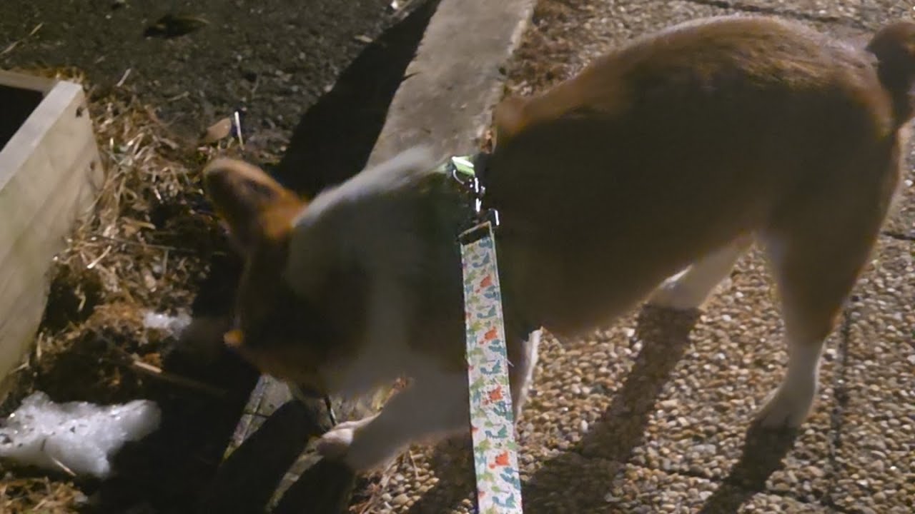corgi puppy walk, evening before the storm#puppy #corgi #dog #blizzard